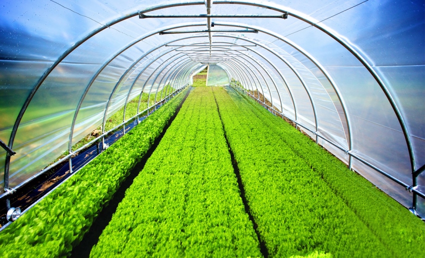 Agrofibre čini staklenike i staklenike učinkovitijima