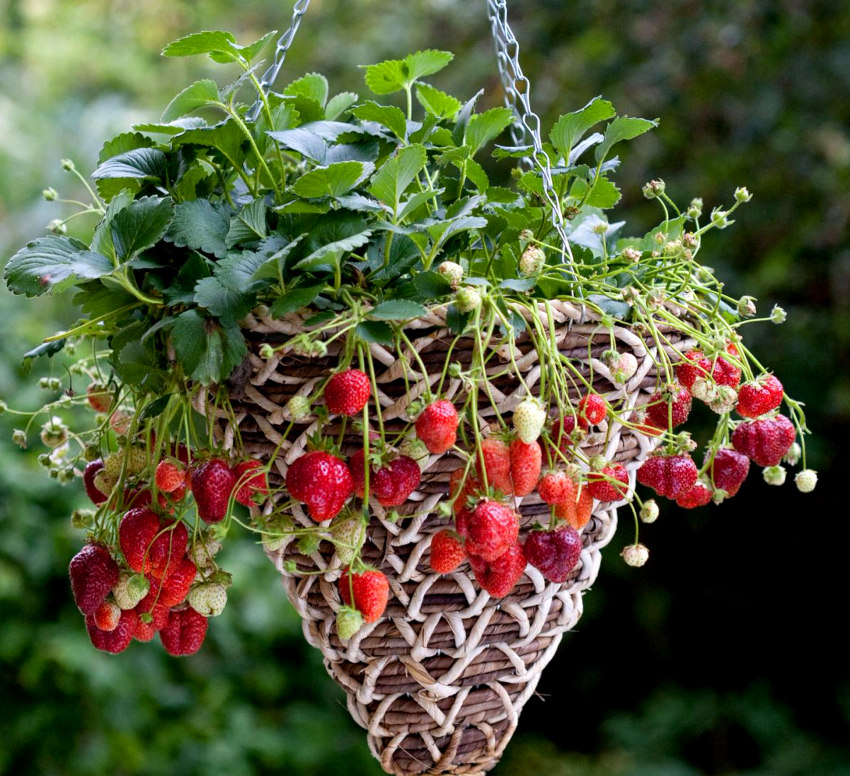 Du kan plante ikke bare blomster, men også jordbær i hengende potter