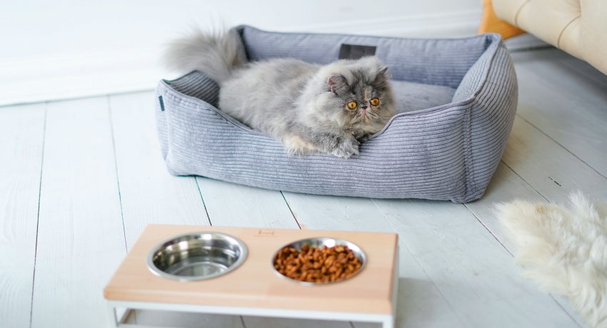 Gjør-det-selv katteseng: hvordan du kan utstyre et sted for et kjæledyr
