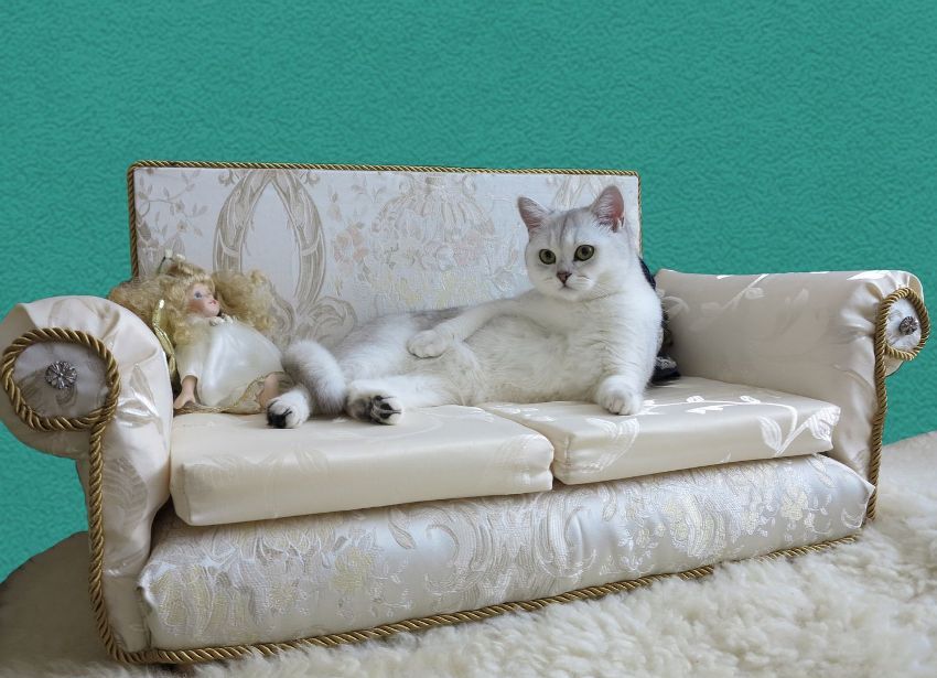 Dezavantajul canapelei de șezlong este că nu orice pisică vrea să doarmă pe ea.
