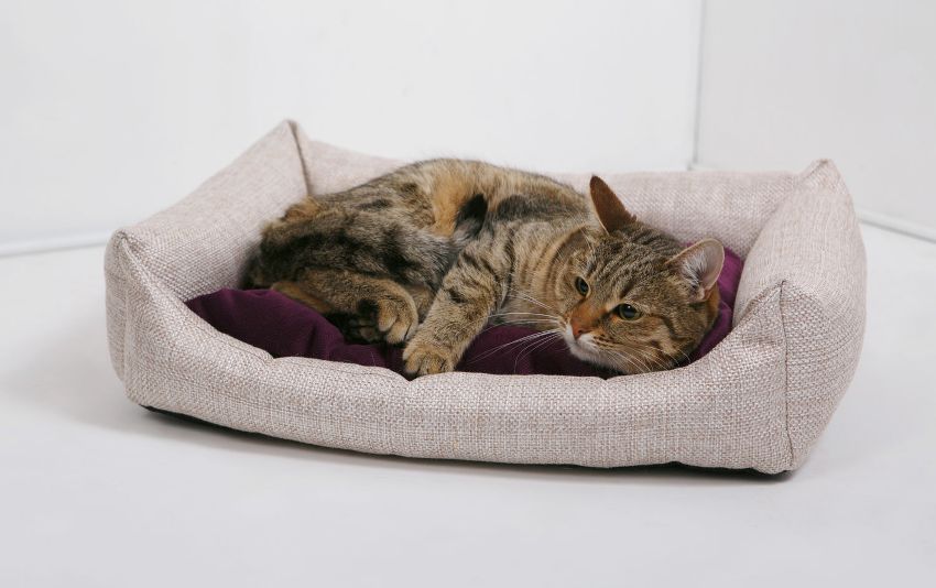 Tempat tidur papan dengan bumper untuk kucing senang dihasilkan