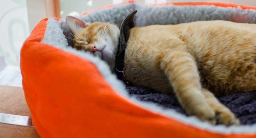 Penting bagi kucing untuk tidur dalam keadaan yang paling selesa untuknya.