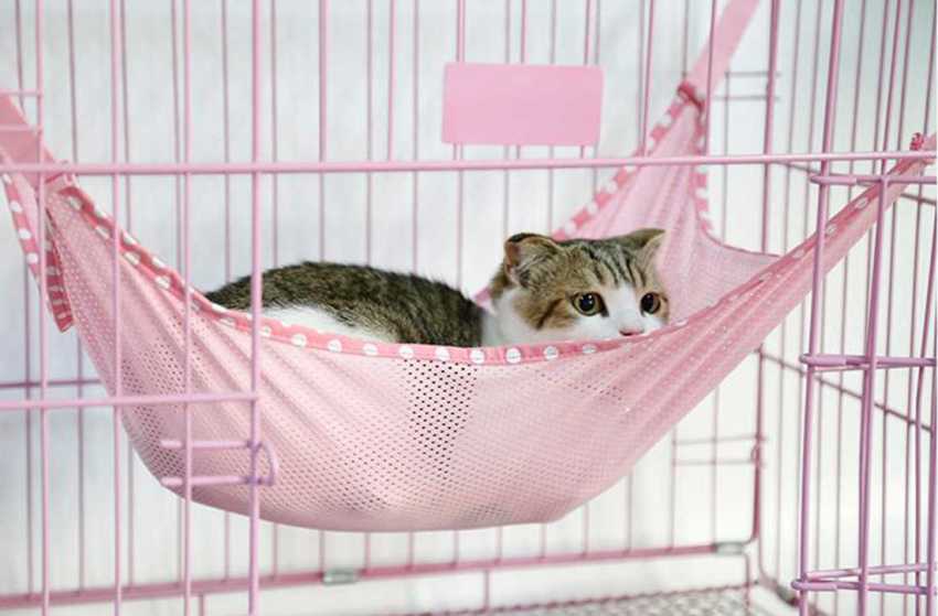 The hammock is not suitable for all animals, but some cats will be delighted with such a bed.