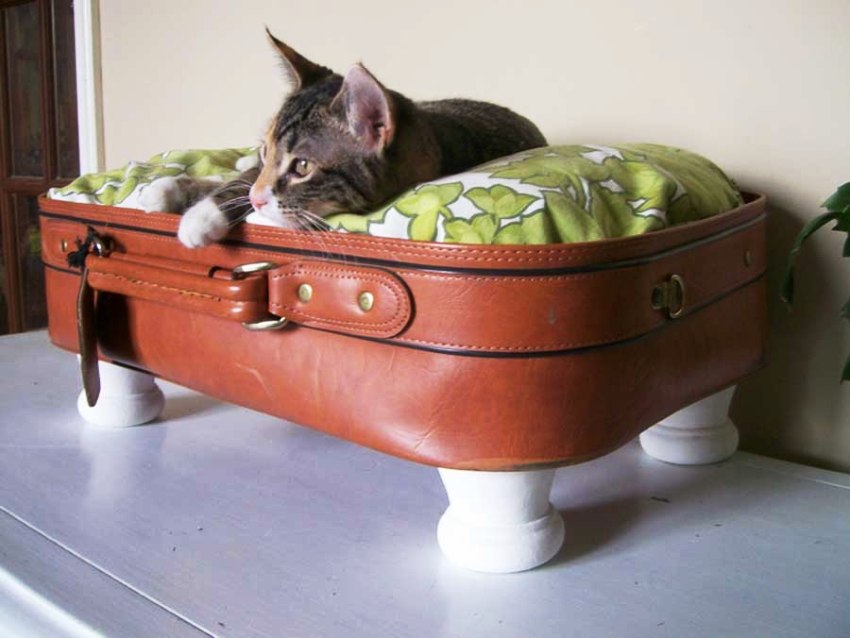 Merită să tăiați capacul din valiză, astfel încât animalul de companie să nu fie rănit dacă se închide