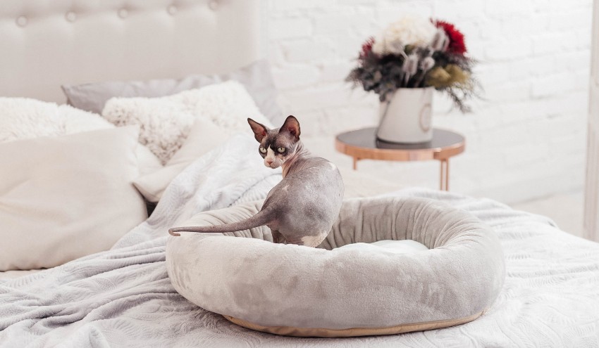 Există multe tipuri de paturi pentru pisici realizate din mijloace improvizate.