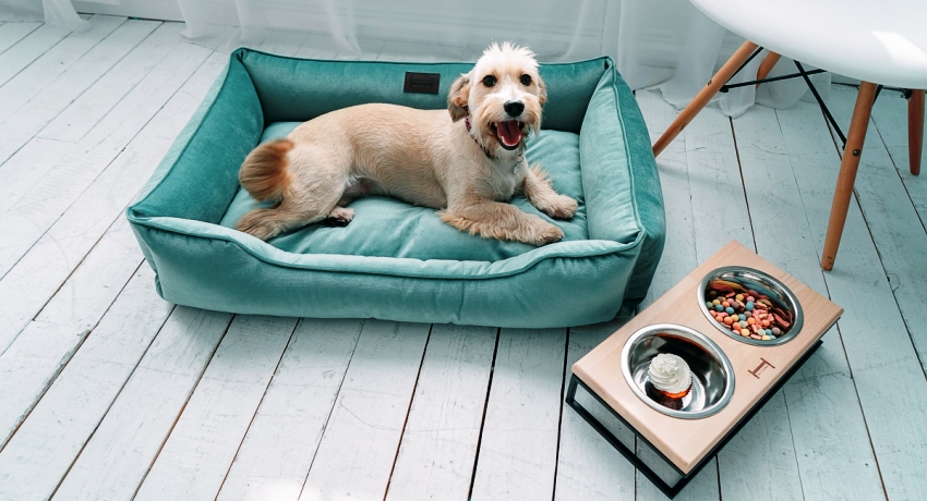 Un pat de câine este un atribut esențial pentru ca un animal să trăiască într-un apartament sau casă