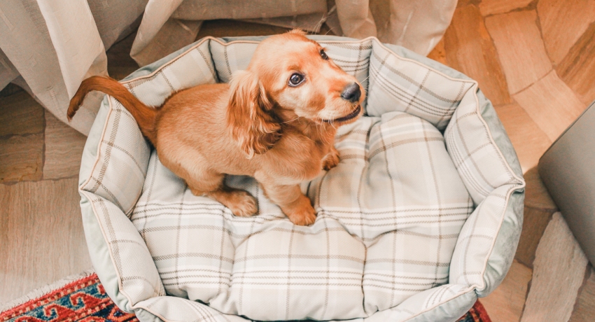 Tự làm giường cho chó hoặc chọn thành phẩm trong cửa hàng