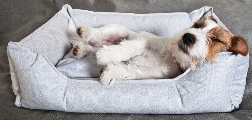 Standard sengetøy i stoff er det beste alternativet for eiere som ikke vil ha hjernen når de velger et soveplass for et kjæledyr