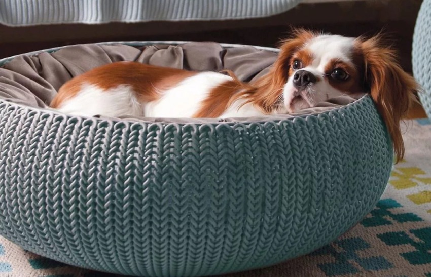 Za aktivne pse bolje je odabrati jastuke ili modele s niskim stranama