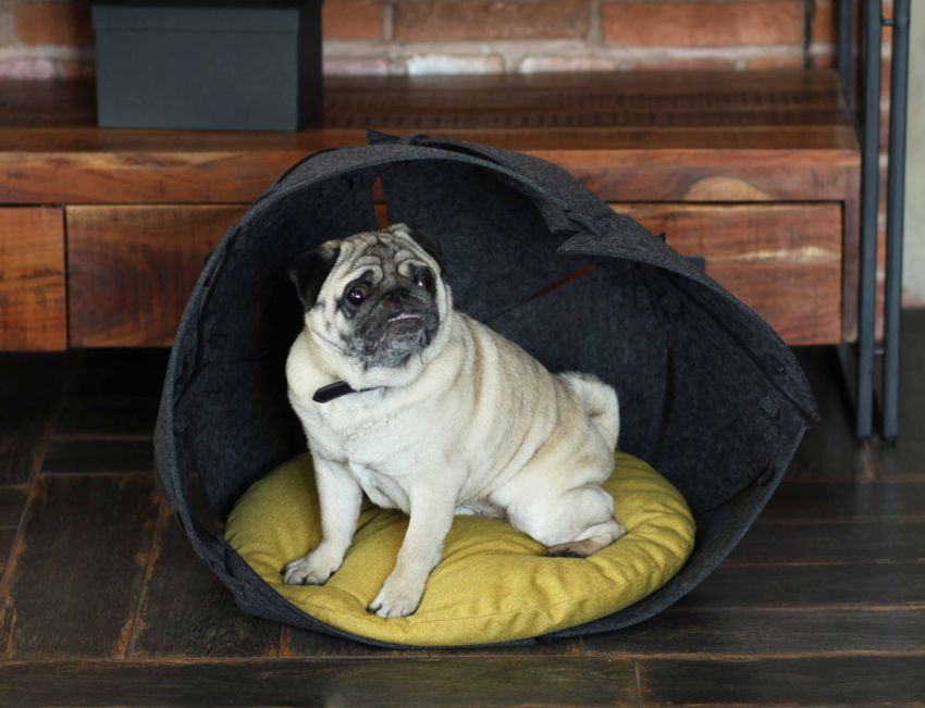 Et hus med tag købes ofte til katte, men miniaturehunde har heller ikke noget imod at sove på denne seng.