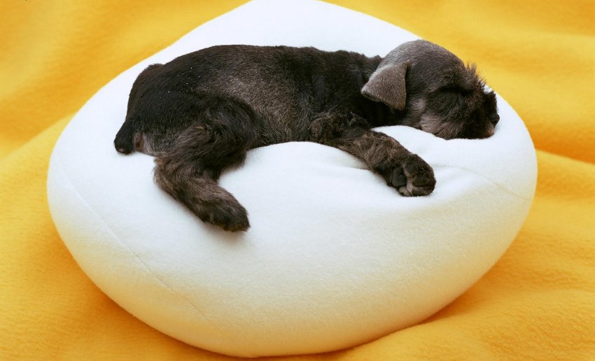 Krevet za pse s punđama pogodan za male štenad