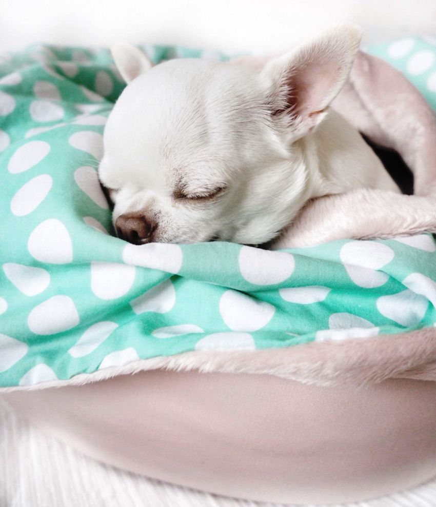 Sengen med blødt materiale er velegnet til Chihuahua, Toy Terrier, Pomeranian og andre miniaturehunde